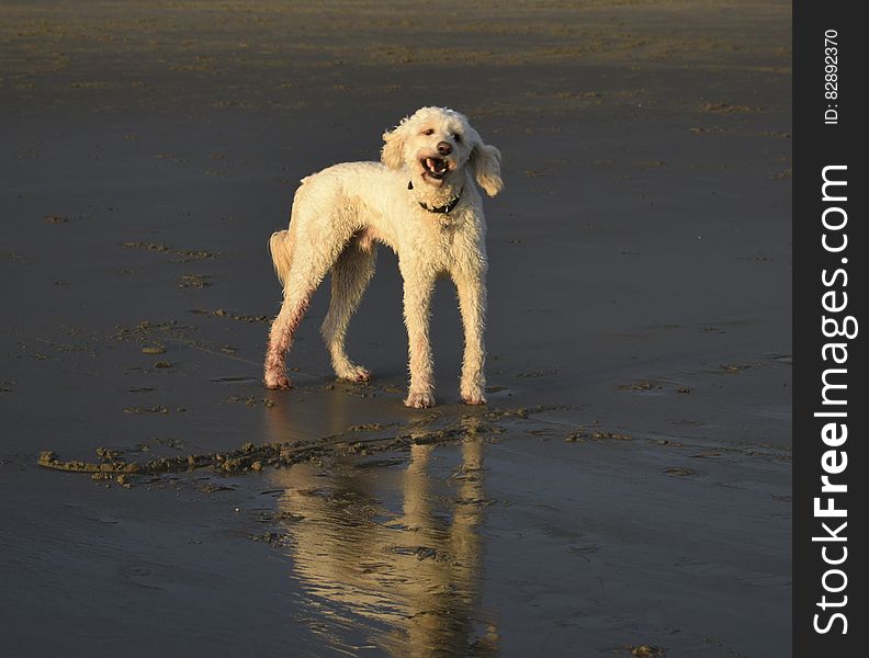 Dog On The Beach