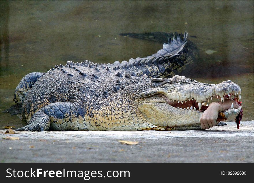 TAIWAN OUT &#x28;FILES&#x29; Photo taken 11 April 2007 shows a torn human arm of Veterinarian Chang Po-yu remains in the jaws of a crocodile at a local zoo in Kaohsiung, southern Taiwan. Chang Po-yu lost his arm in the incident but surgeons have reattached his forearm recently and is undergoing physical theraphy. AFP PHOTO. TAIWAN OUT &#x28;FILES&#x29; Photo taken 11 April 2007 shows a torn human arm of Veterinarian Chang Po-yu remains in the jaws of a crocodile at a local zoo in Kaohsiung, southern Taiwan. Chang Po-yu lost his arm in the incident but surgeons have reattached his forearm recently and is undergoing physical theraphy. AFP PHOTO