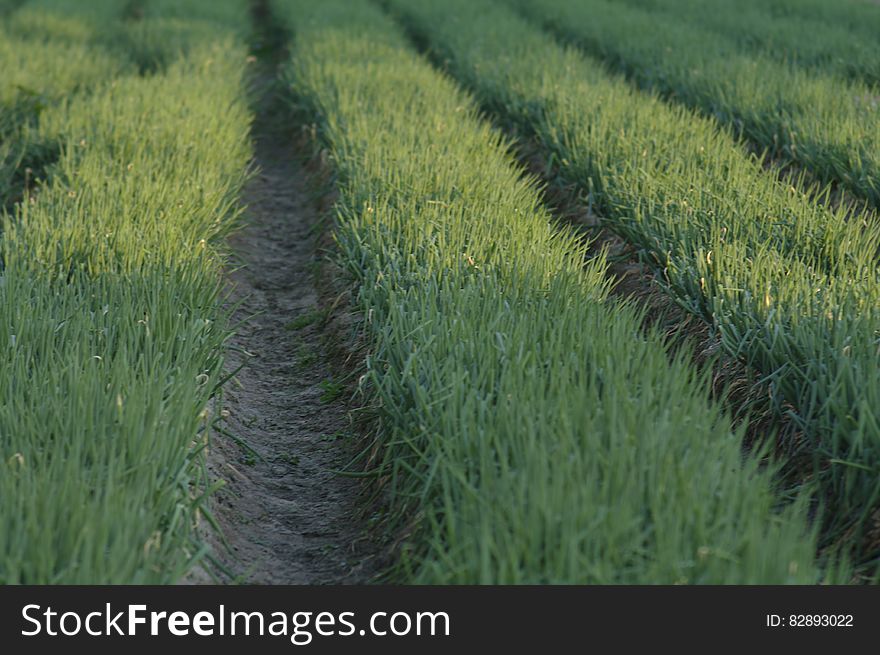 A field with new green grass or cereal sprouts in rows. A field with new green grass or cereal sprouts in rows.