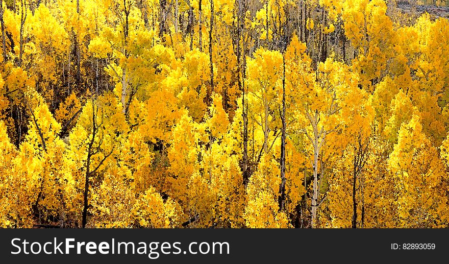 BOULDER MT, UT - 2016-09-30 Fall Color -24b