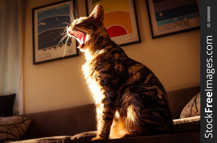 A cat sitting in the sunlight yawning. A cat sitting in the sunlight yawning.