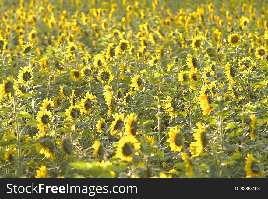 A field of sunflowers in the sunlight.