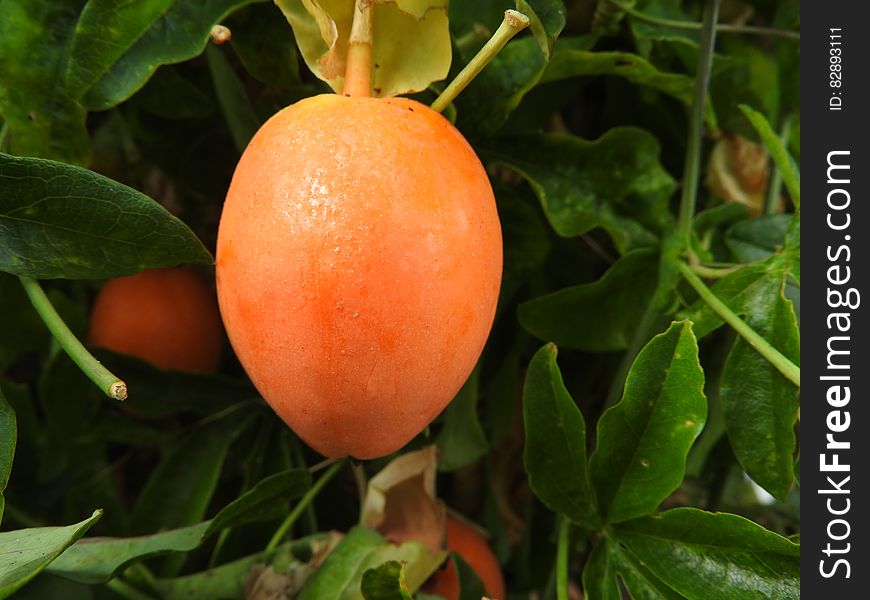 Passiflora Fruit Ripe