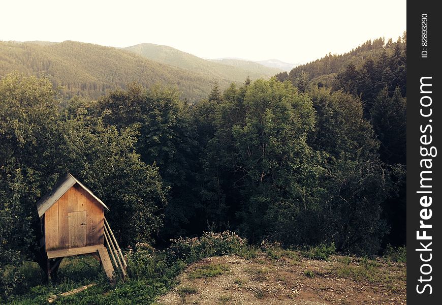 Wooden Shack In Woods