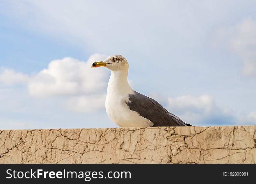 Seagull Bird, Rome, Italy