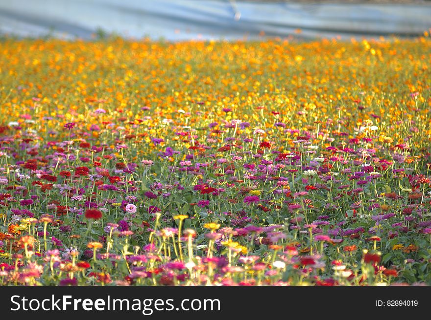 A field of flowers in the sunlight.