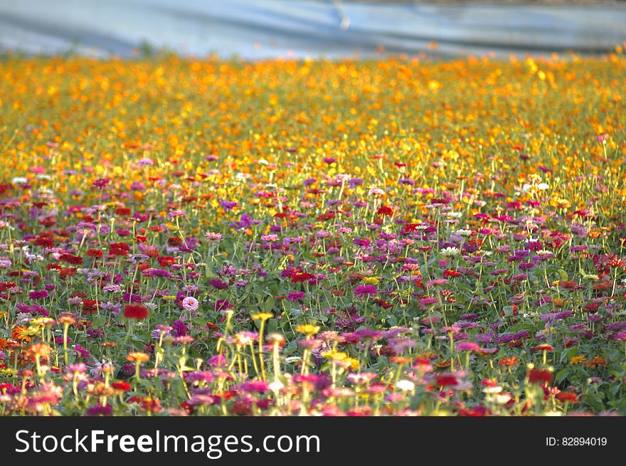 Field Of Flowers