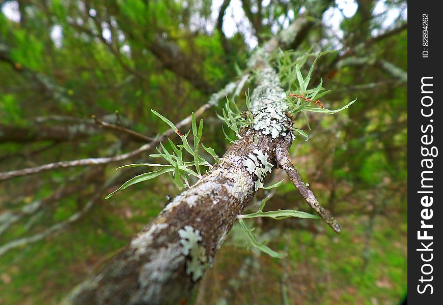 Moss And Lichen