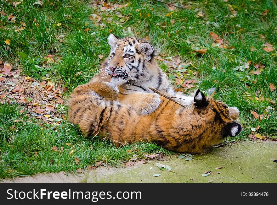 Siberian Tiger Cubs