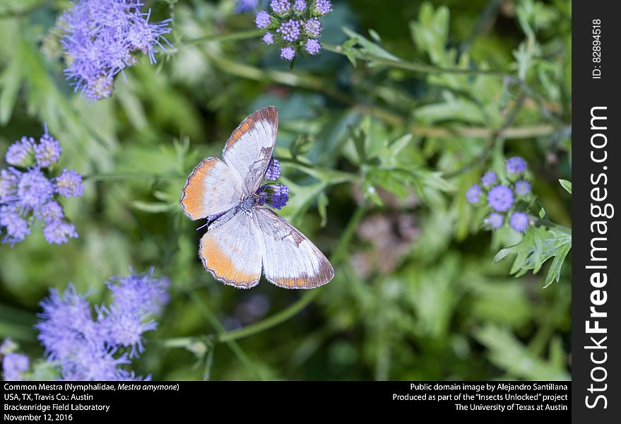 Common Mestra &x28;Nymphalidae, Mestra Amymone&x29;