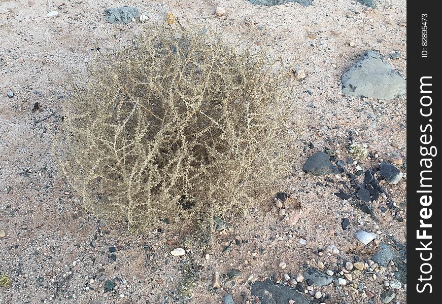 A Real Life Tumbleweed