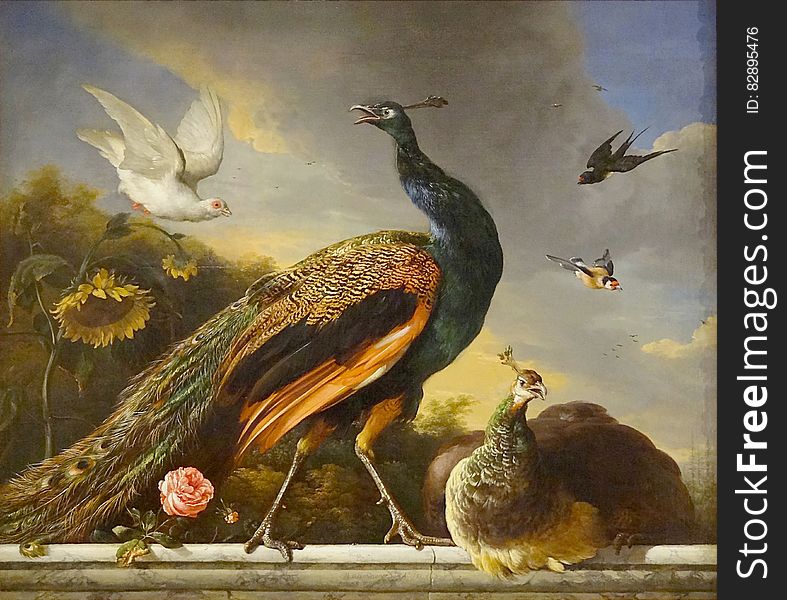 &quot;Paons, MÃ¢le Et Femelle&quot;, Melchior De Hondecoeter, 1681. MusÃ©e Du Petit Palais, Paris.