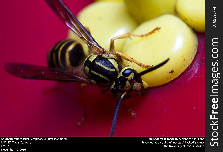 Southern Yellowjacket &x28;Vespidae, Vespula Squamosa&x29;