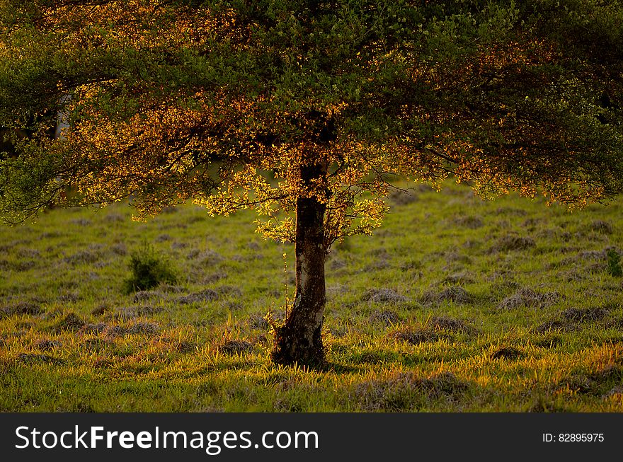 Plant, Plant Community, Natural Landscape, Branch