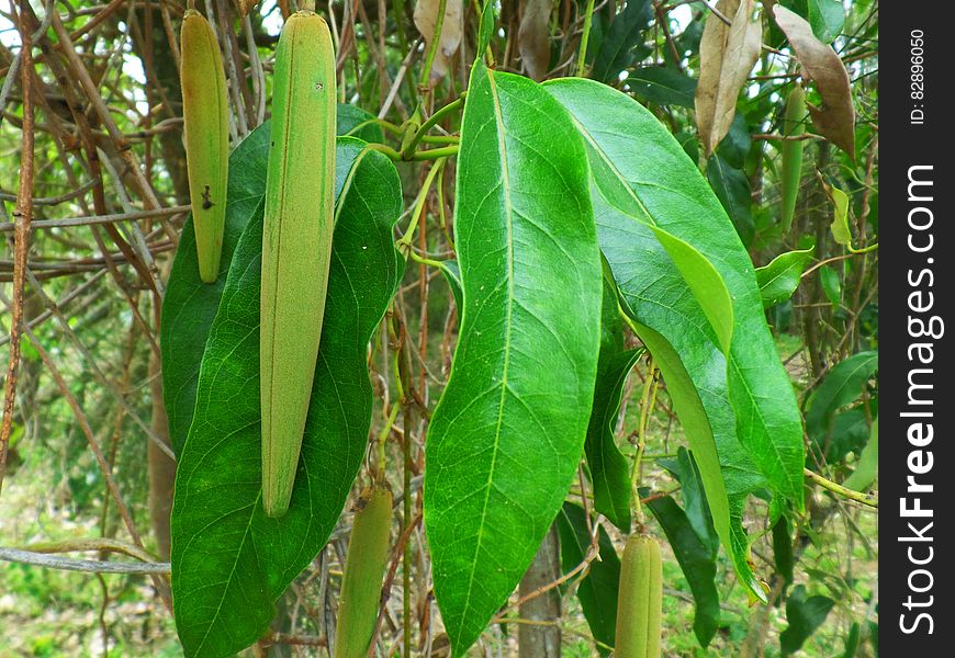 Seed Pods