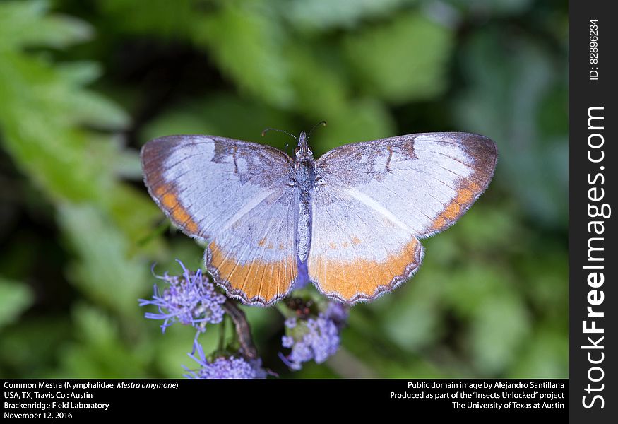 Common Mestra &x28;Nymphalidae, Mestra Amymone&x29;