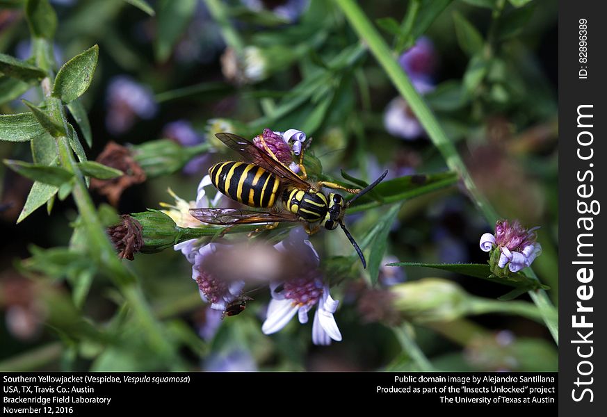 Insect, Flora, Bee, Membrane Winged Insect