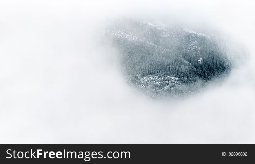 Alpine pine forest on hillside through thick fog. Alpine pine forest on hillside through thick fog.