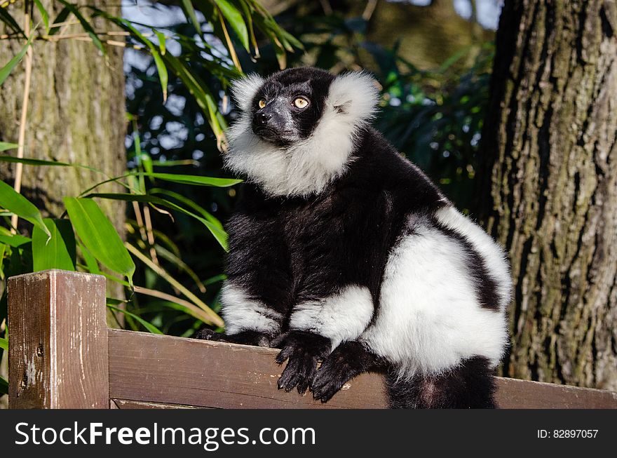 Lemur