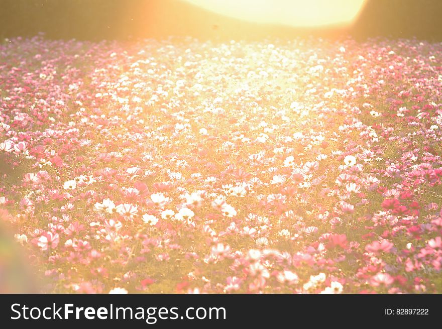 Sun set over field of pink and white wildflowers. Sun set over field of pink and white wildflowers.