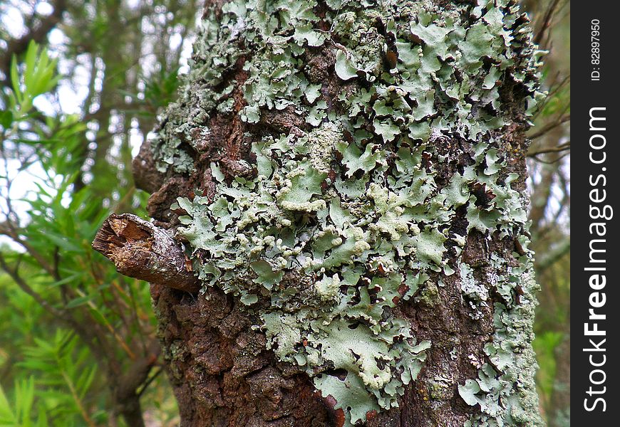 Lovely Lichen