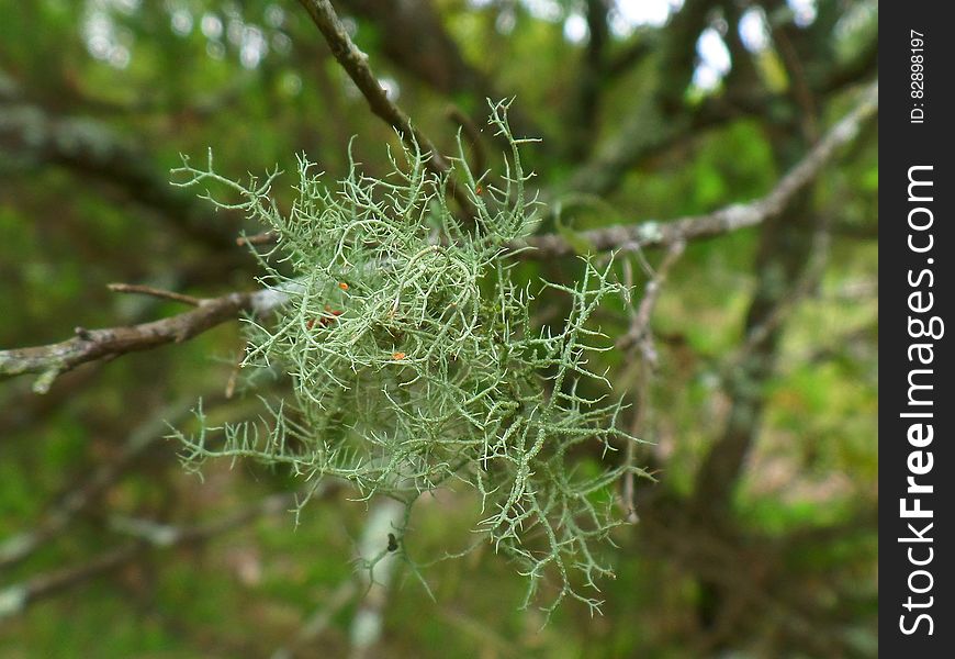 Mossy Growth