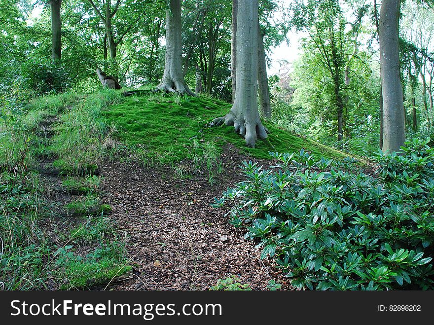 Empty path through green forest lined with vegetation on sunny day. Empty path through green forest lined with vegetation on sunny day.