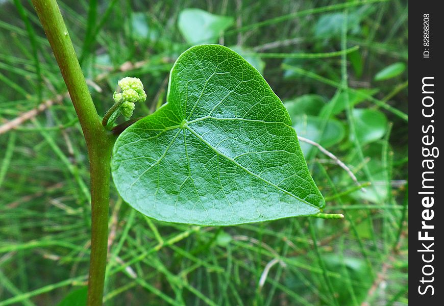 Green Heart