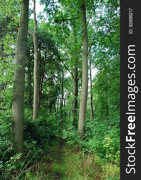 Green trees with ground vegetation along overgrown path through woods. Green trees with ground vegetation along overgrown path through woods.