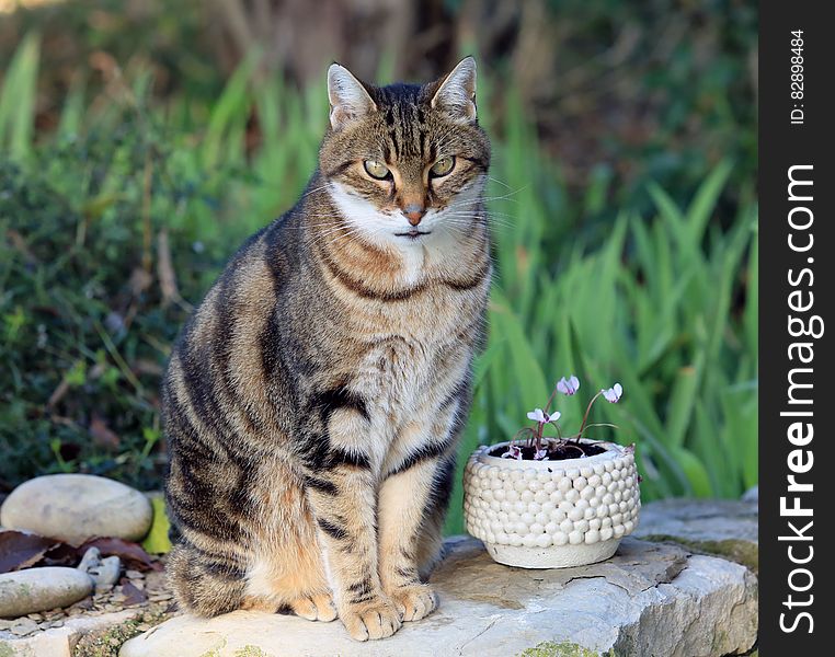 Tzisza, assis Ã  cÃ´tÃ© du dernier petit pot horticole que j&#x27;ai faÃ§onnÃ© en argile, cuit et Ã©maillÃ©. Il contient un petit cyclamen de Naple. Tzisza, assis Ã  cÃ´tÃ© du dernier petit pot horticole que j&#x27;ai faÃ§onnÃ© en argile, cuit et Ã©maillÃ©. Il contient un petit cyclamen de Naple.