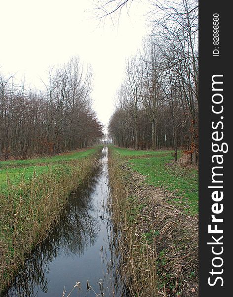 Stream in country meadow through thicket of trees on overcast day. Stream in country meadow through thicket of trees on overcast day.