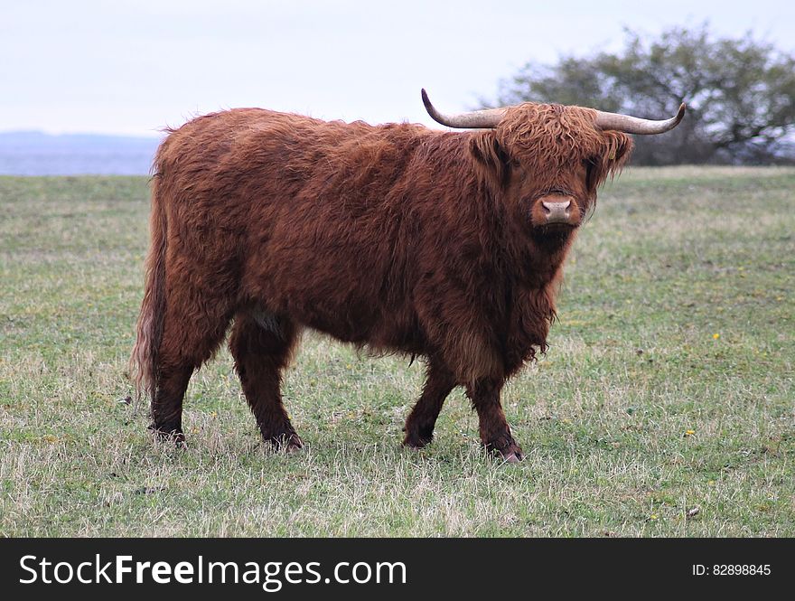 Highland Cattle, Gotland.