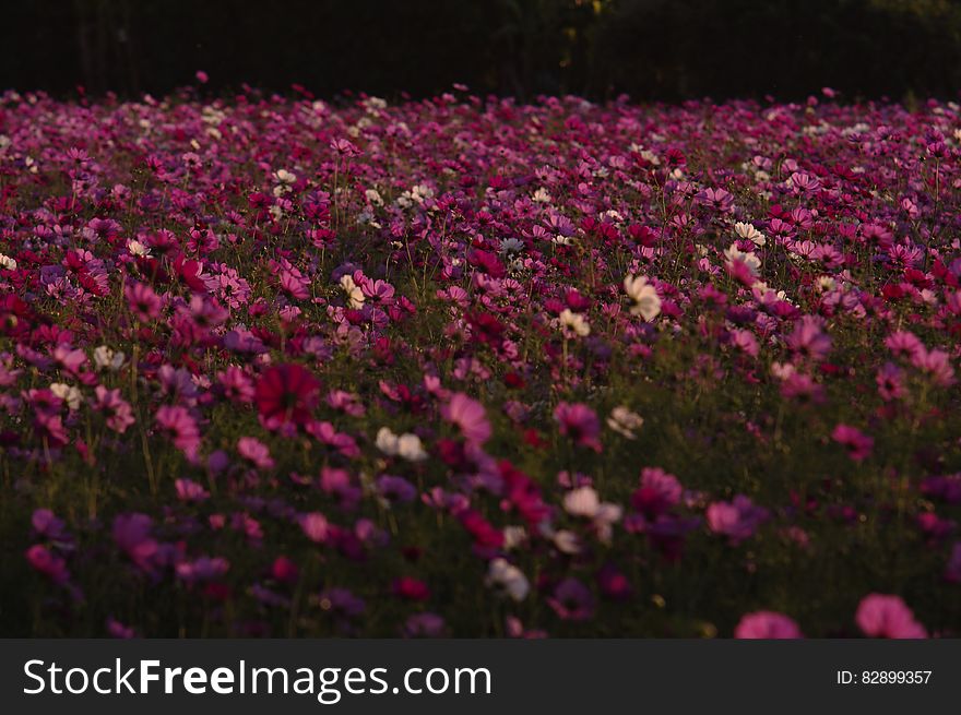 Field of blooming purple wildflowers.