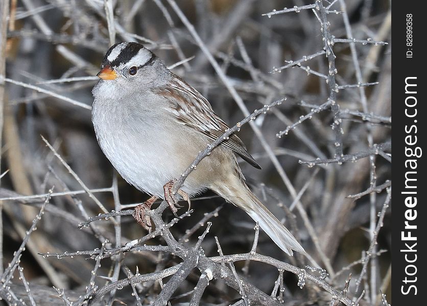 897 - WHITE-CROWNED SPARROW &x28;12-11-2016&x29; Patagonia Lake, Santa Cruz Co, Az -01