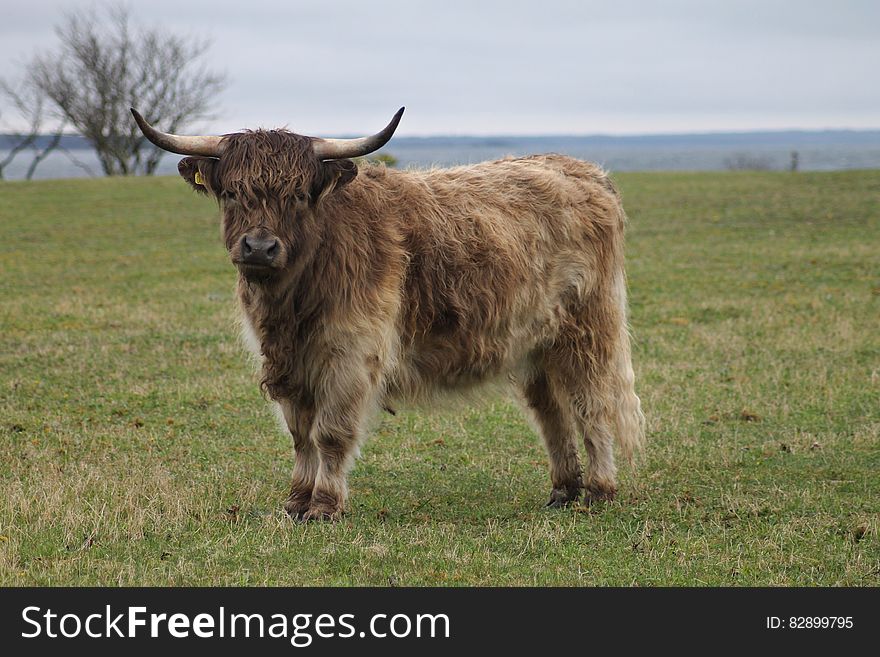 Highland Cattle, Gotland.