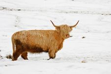 Highland Cow In The Snow Stock Photography Highland Cow In The Snow Stock Photography