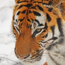 Tiger In The Snow Royalty Free Stock Images