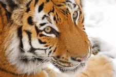 Tiger In The Snow Stock Photos