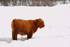 Highland Cow In The Snow Stock Photo