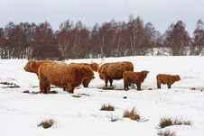 Highland Cow In The Snow Stock Photos Highland Cow In The Snow Stock Photos