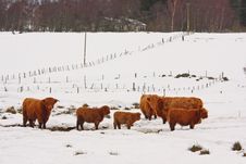 Highland Cow In The Snow Stock Photo Highland Cow In The Snow Stock Photo