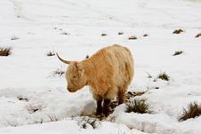 Highland Cow In The Snow Royalty Free Stock Photos Highland Cow In The Snow Royalty Free Stock Photos