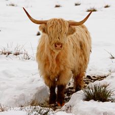 Highland Cow In The Snow Royalty Free Stock Image Highland Cow In The Snow Royalty Free Stock Image