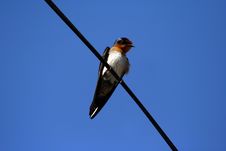 Bird On Wire Stock Photography