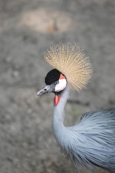 Grey Crowned Crane Royalty Free Stock Photography Grey Crowned Crane Royalty Free Stock Photography