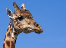 Bull Giraffe Royalty Free Stock Images Bull Giraffe Royalty Free Stock Images