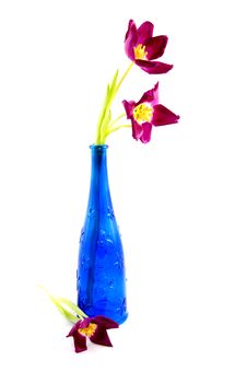 Blue Bottle With Purple Tulips Royalty Free Stock Photography Blue Bottle With Purple Tulips Royalty Free Stock Photography