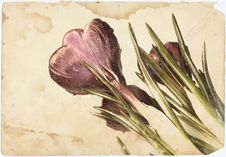 Crocus Stock Photo Crocus Stock Photo