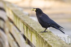 Hungry Crow Royalty Free Stock Image Hungry Crow Royalty Free Stock Image