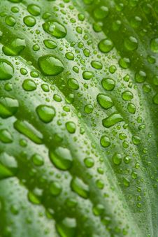 Fresh Leaf With Water Droplets Royalty Free Stock Images